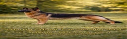 German Shepherd dogs for sale: German Shepherd Puppy 3 - Ad 2