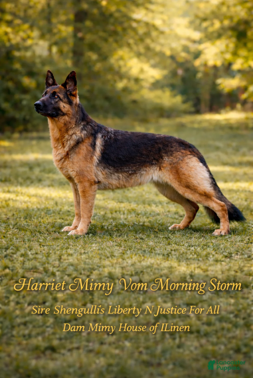 German Shepherd dogs for sale: German Shepherd Puppy 3 - Ad 2