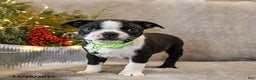 Boston Terrier dogs for sale: Cash  - Ad 2