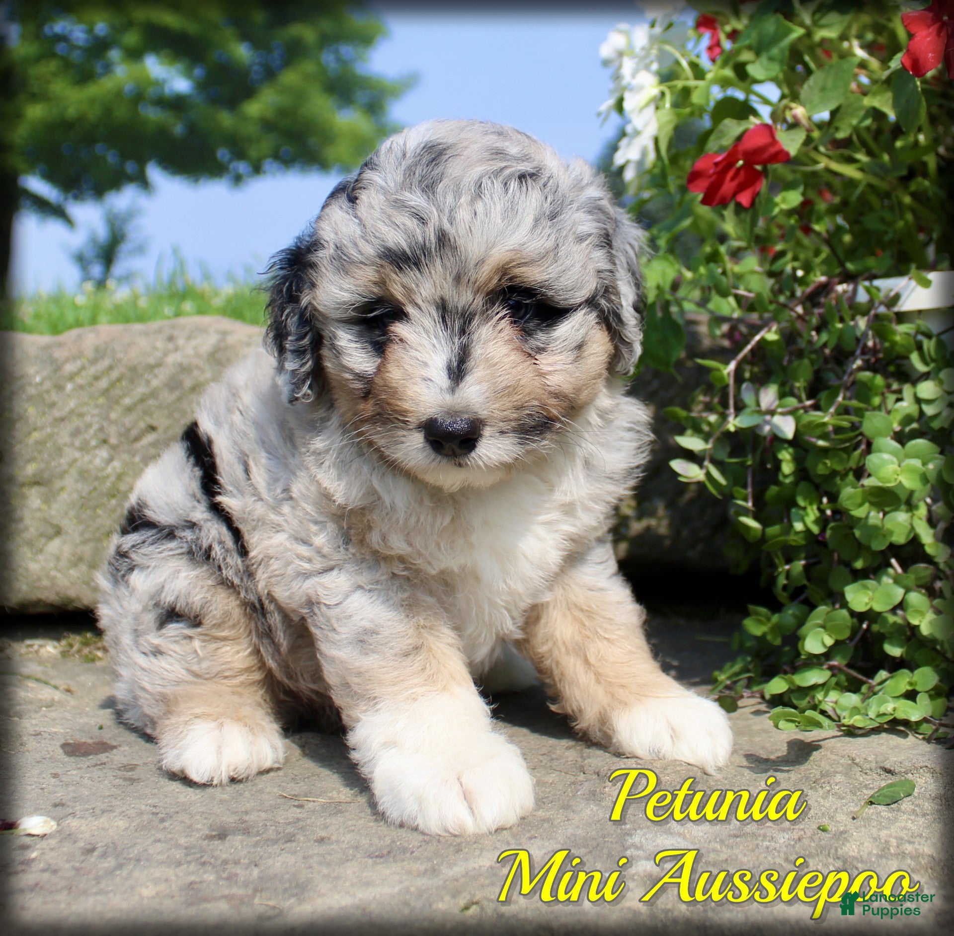 Mini Aussiedoodle dogs Petunia - Ad 1