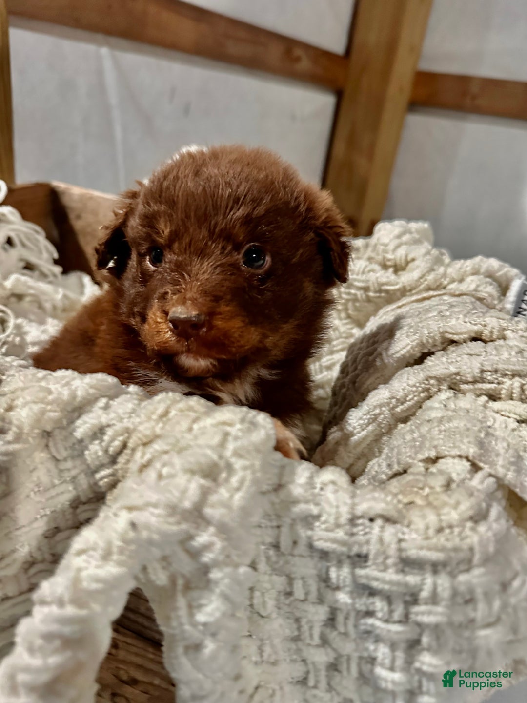 Aussiedoodle dogs for sale: Darla - Ad 4