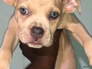 American Bully dogs - Ad 17