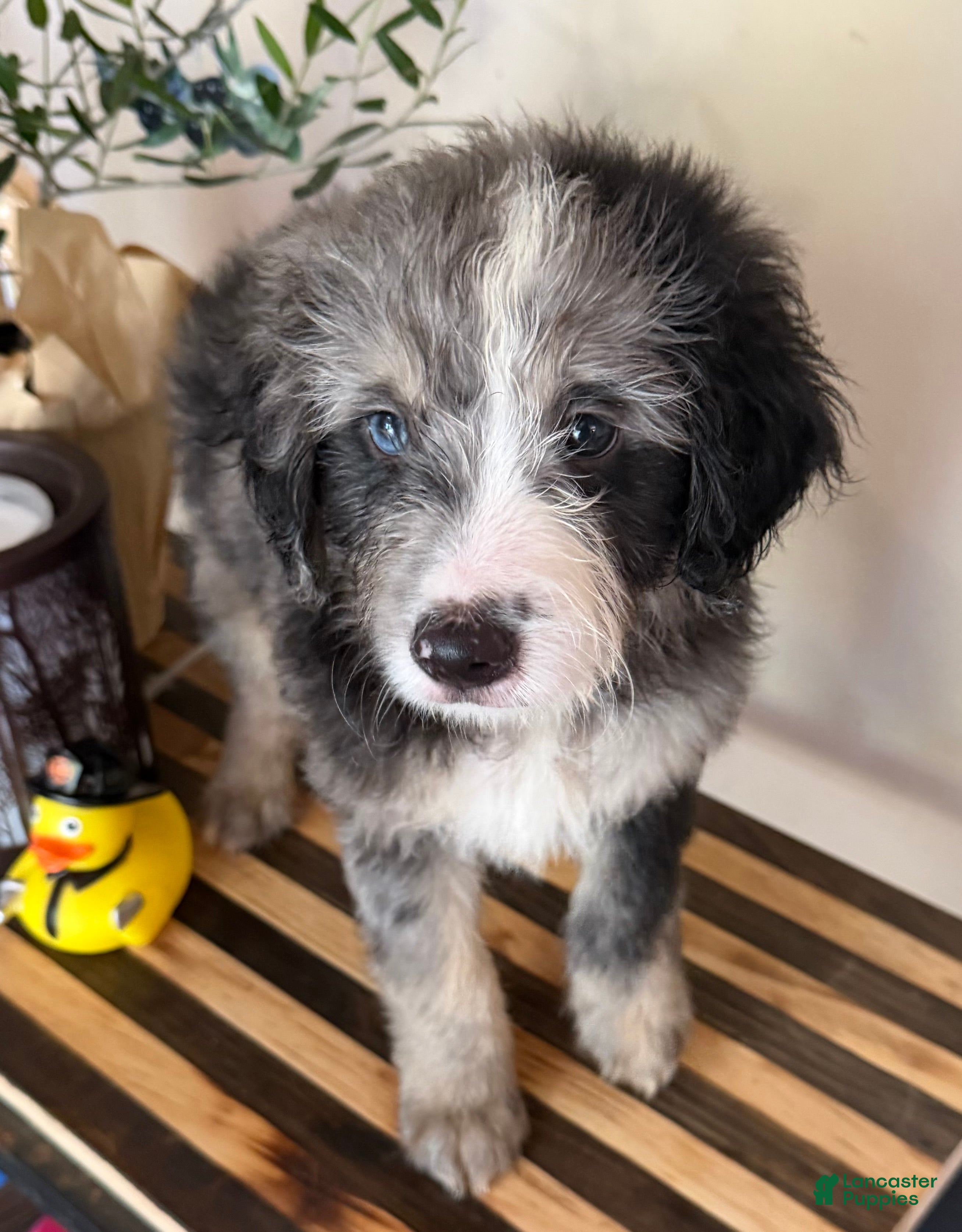 Mini Goldendoodle dogs COOPER - Ad 1