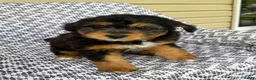 Mini Aussiedoodle dogs for sale: Tabby - Ad 7