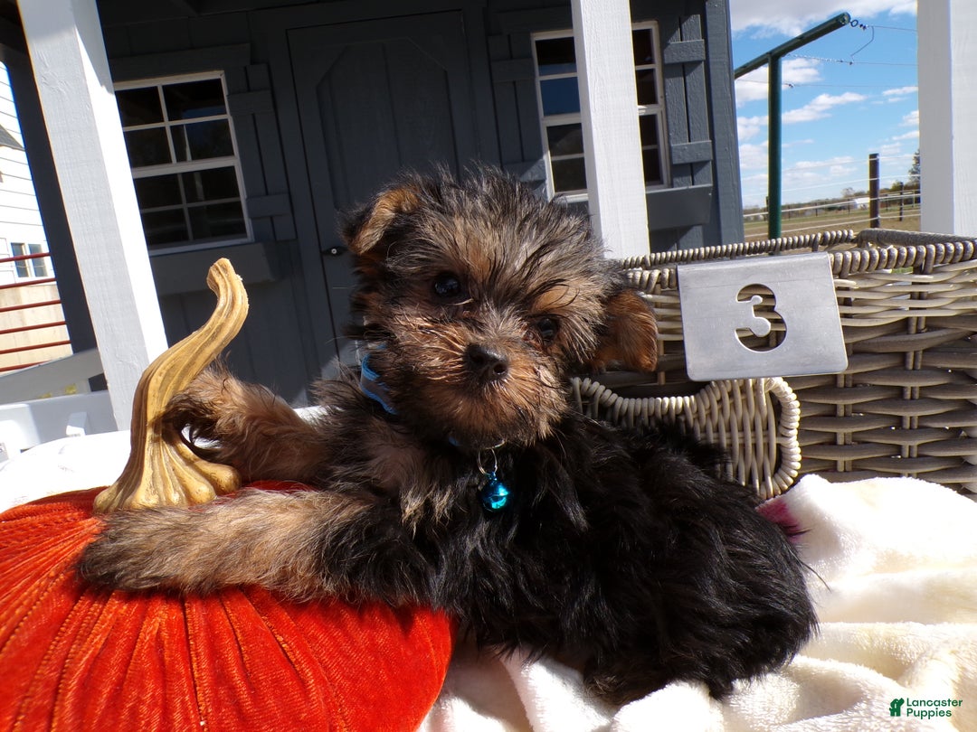 Yorkshire Terrier dogs for sale: Yorkshire Terrier Puppy 3 Scooby - Ad 1