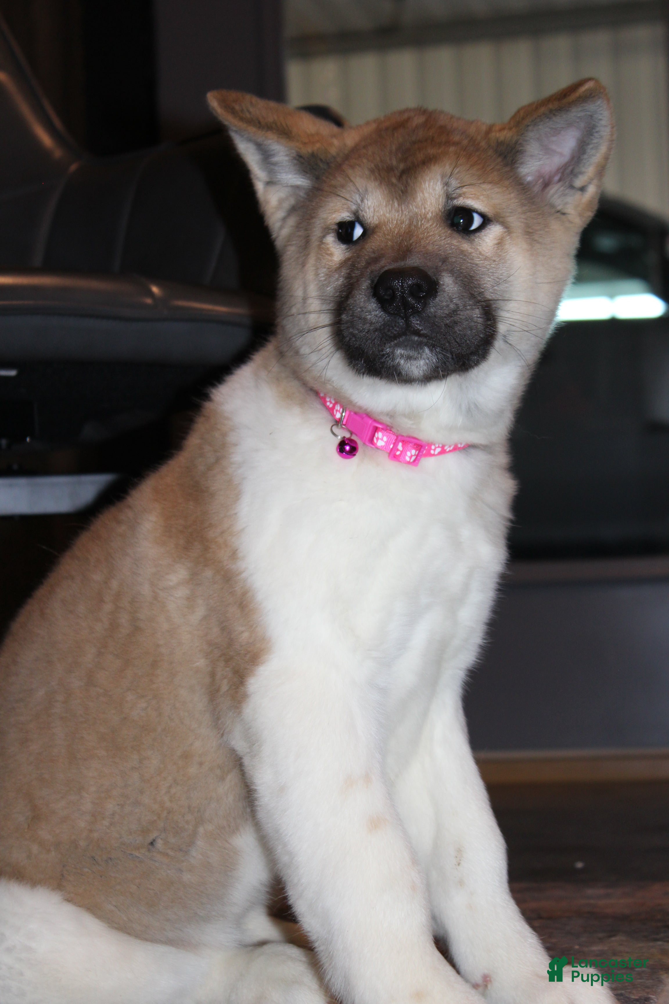 Akita dogs AKC Kuna - Ad 2