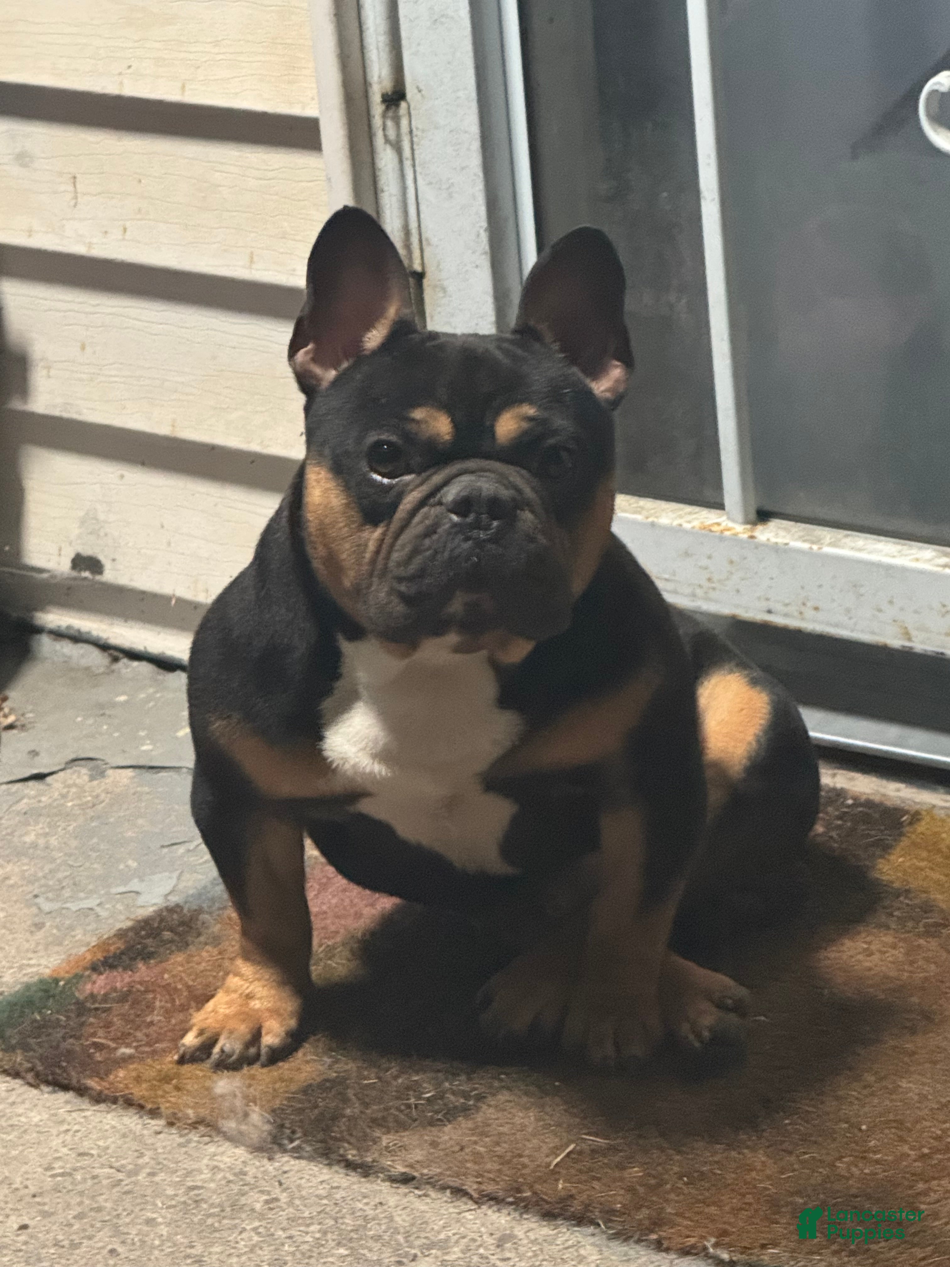 French Bulldog dogs Tyson - Ad 2