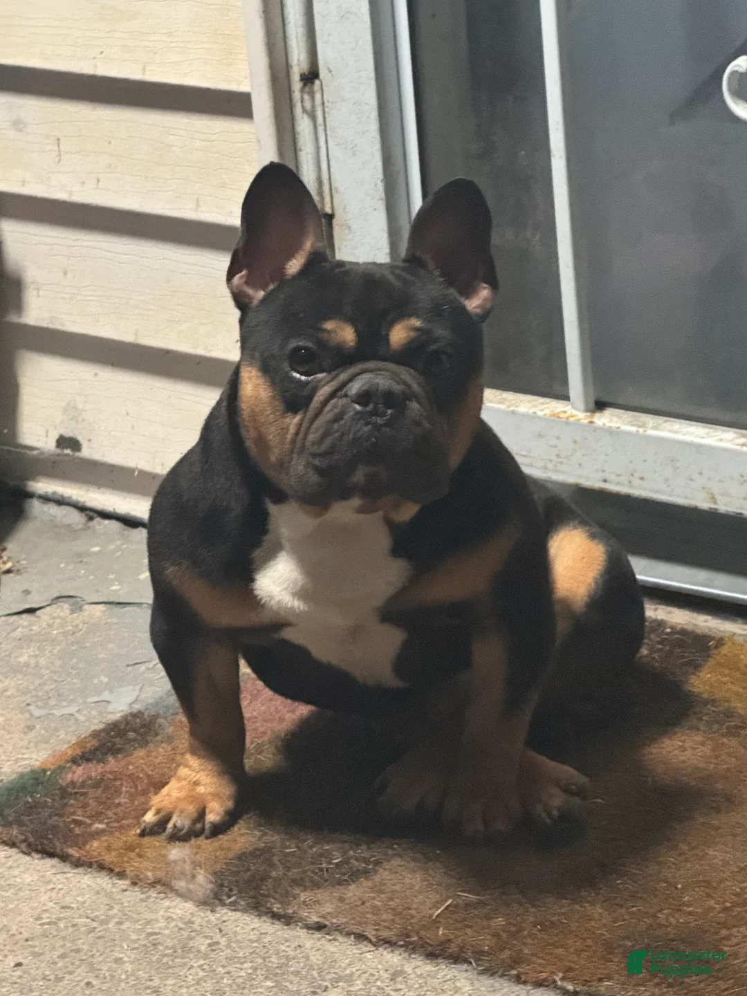 French Bulldog dogs for sale: Tyson - Ad 2