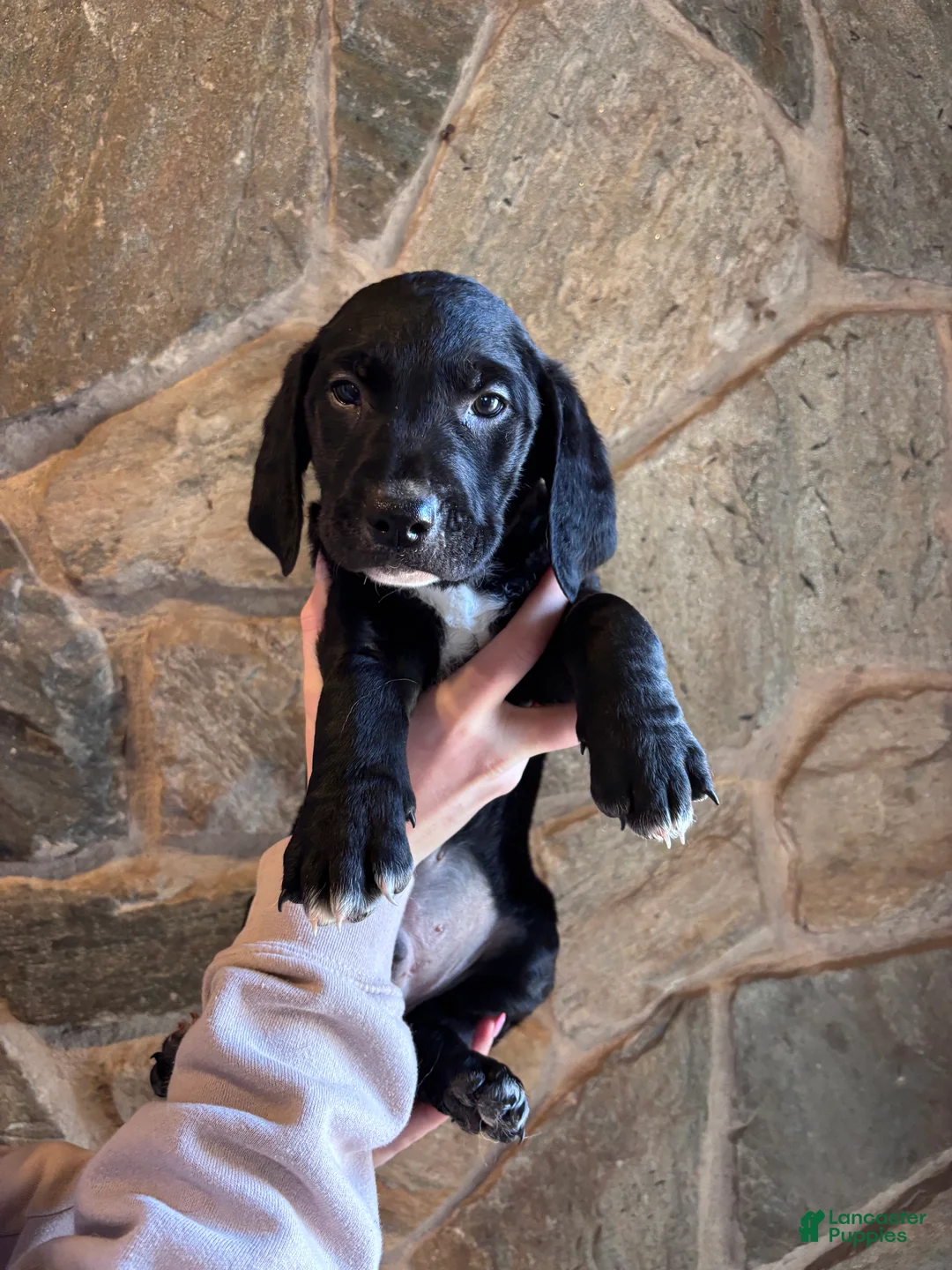 Mini Goldendoodle dogs for sale: Mini Goldendoodle Puppy 2 (Siren) - Ad 1