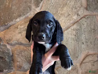 Mini Goldendoodle dogs Mini Goldendoodle Puppy 2 (Siren) - Ad 2