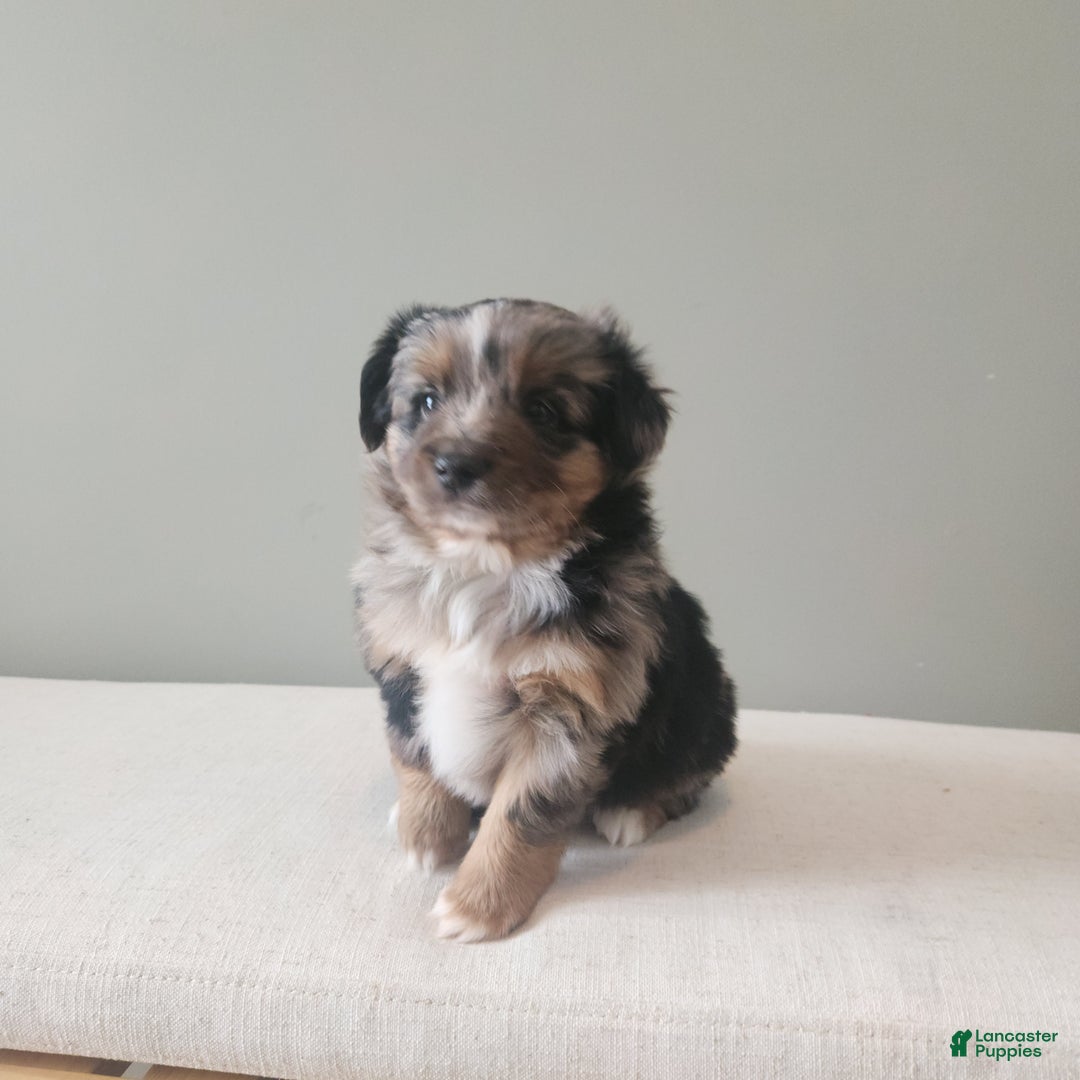 Mixed Breed dogs for sale: Dasher - Ad 3