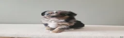 Miniature Australian Shepherd dogs for sale: Dasher - Ad 3