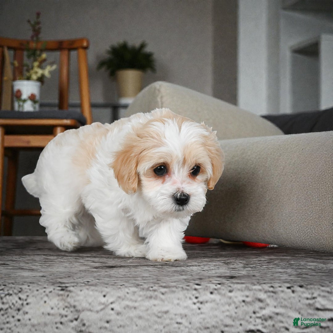 Maltipoo dogs for sale: Daisy - Ad 2