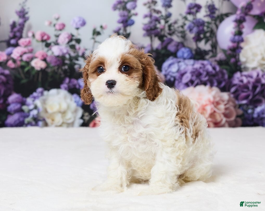 Cavapoo dogs Matt - Ad 23
