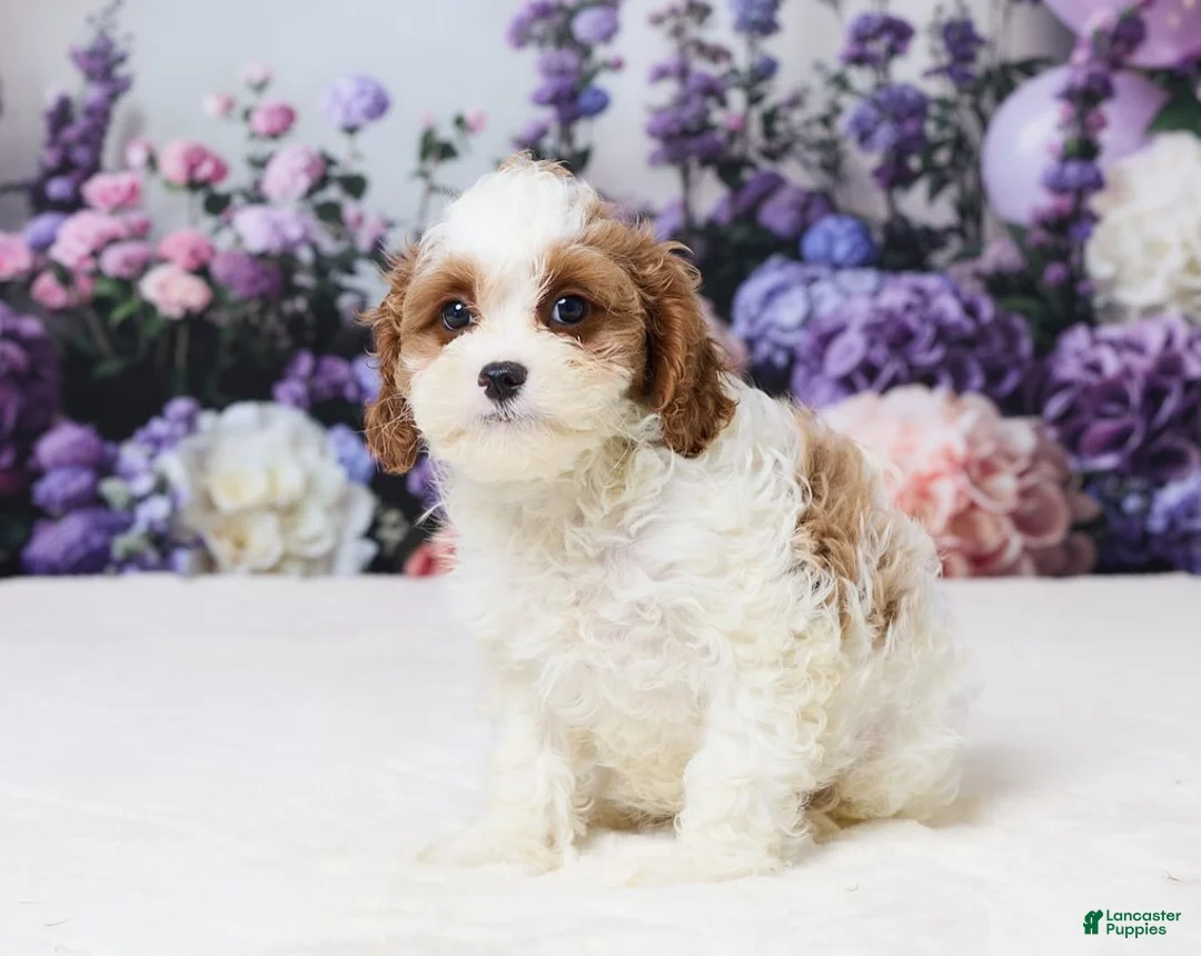 Cavapoo dogs for sale: Matt - Ad 1