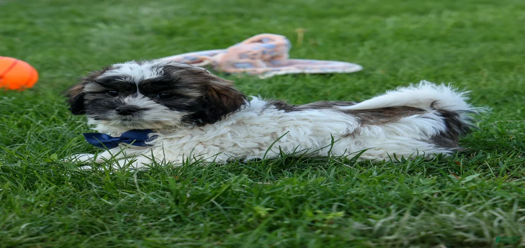 Gallery Image {{count}}