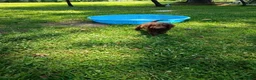 Labradoodle dogs for sale: Arno - Ad 4