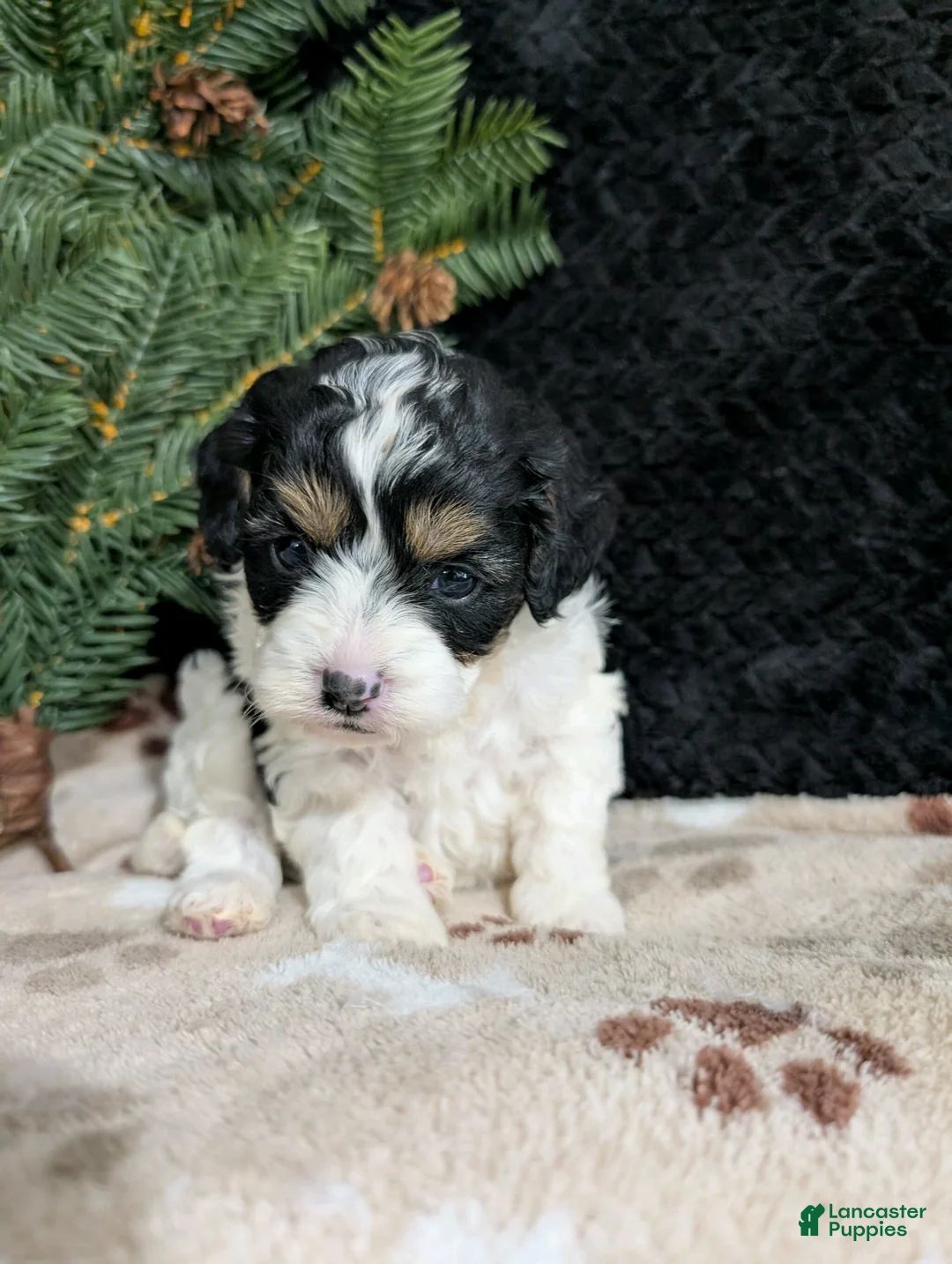 Cavapoo dogs for sale: Twixi  - Ad 1