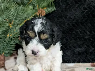 Cavapoo dogs for sale: Twixi - Ad 4