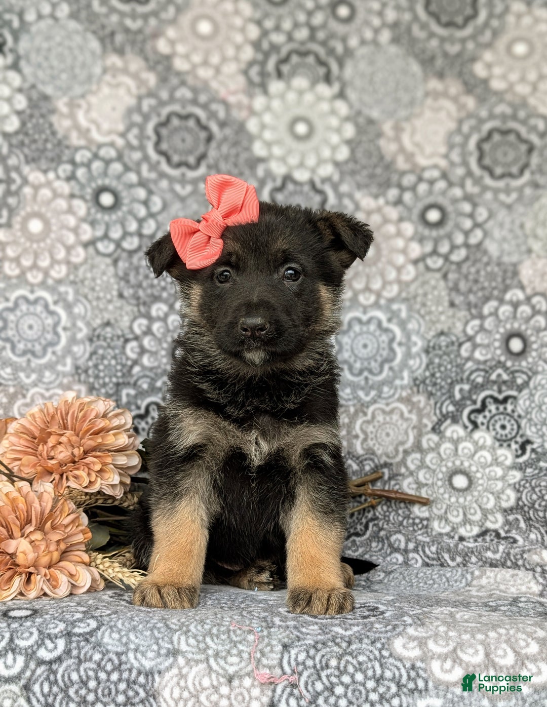 Mixed Breed dogs for sale: Dixie - Ad 2