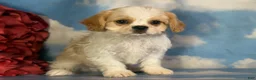 Cavapoo dogs for sale: Queso - Ad 5