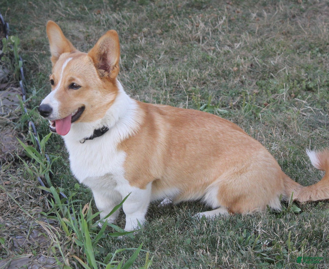 Welsh Corgi Pembroke dogs for sale: Milkyway - Ad 18