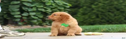 Golden Retriever dogs for sale: Moose — Your New Golden Best Friend! 🐾 - Ad 10