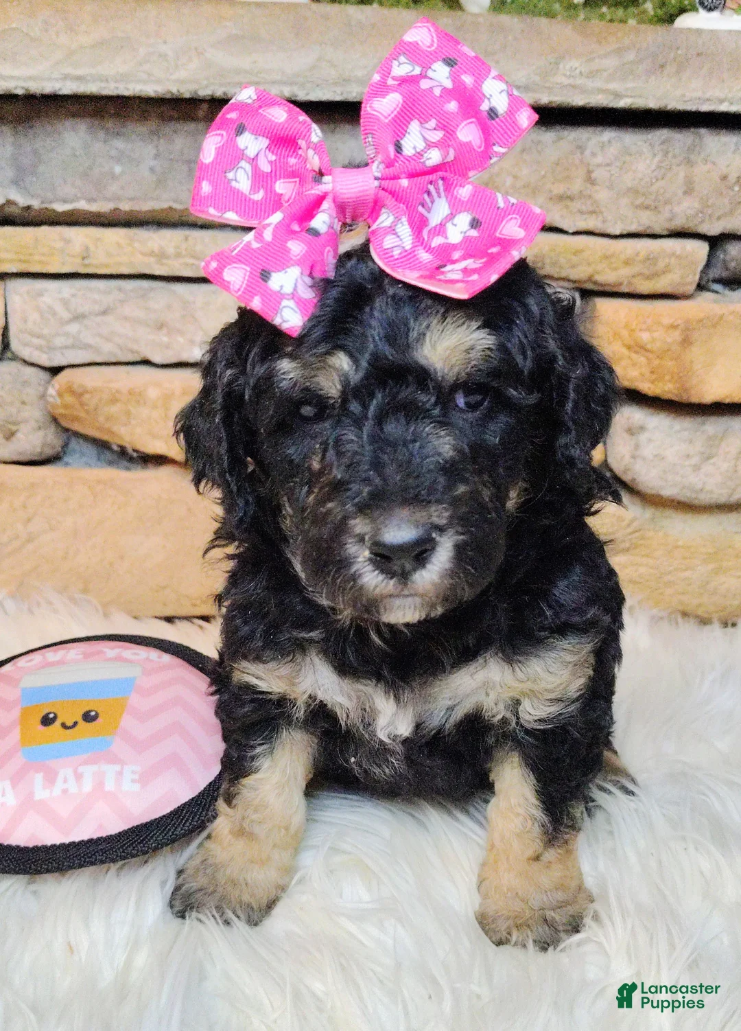 Saint Berdoodles dogs for sale: Lobelia F1b Mini Saint Berdoodle - Ad 4