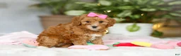 Cavapoo dogs for sale: Missy - Ad 3