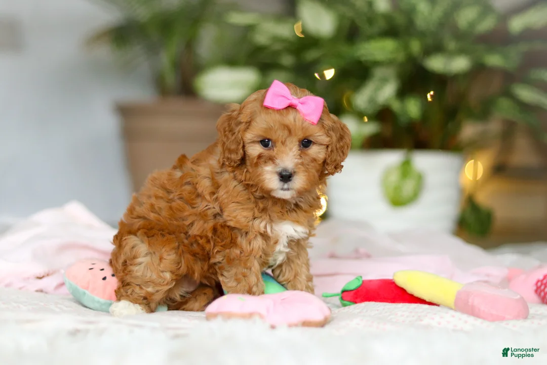 Cavapoo dogs for sale: Missy - Ad 3