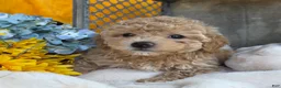Toy Poodle dogs for sale: Ricky - Ad 2