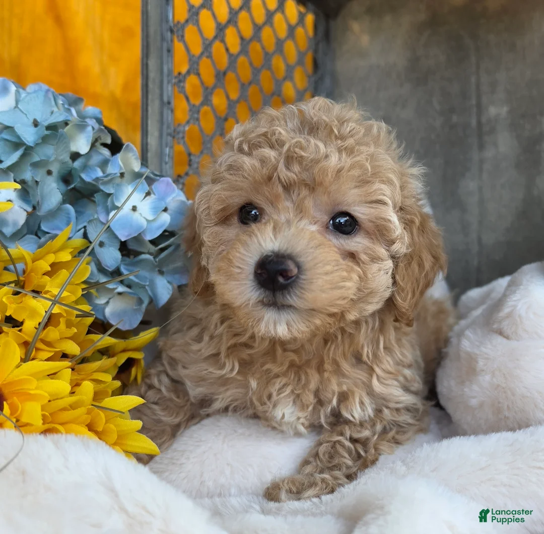Toy Poodle dogs for sale: Ricky - Ad 2