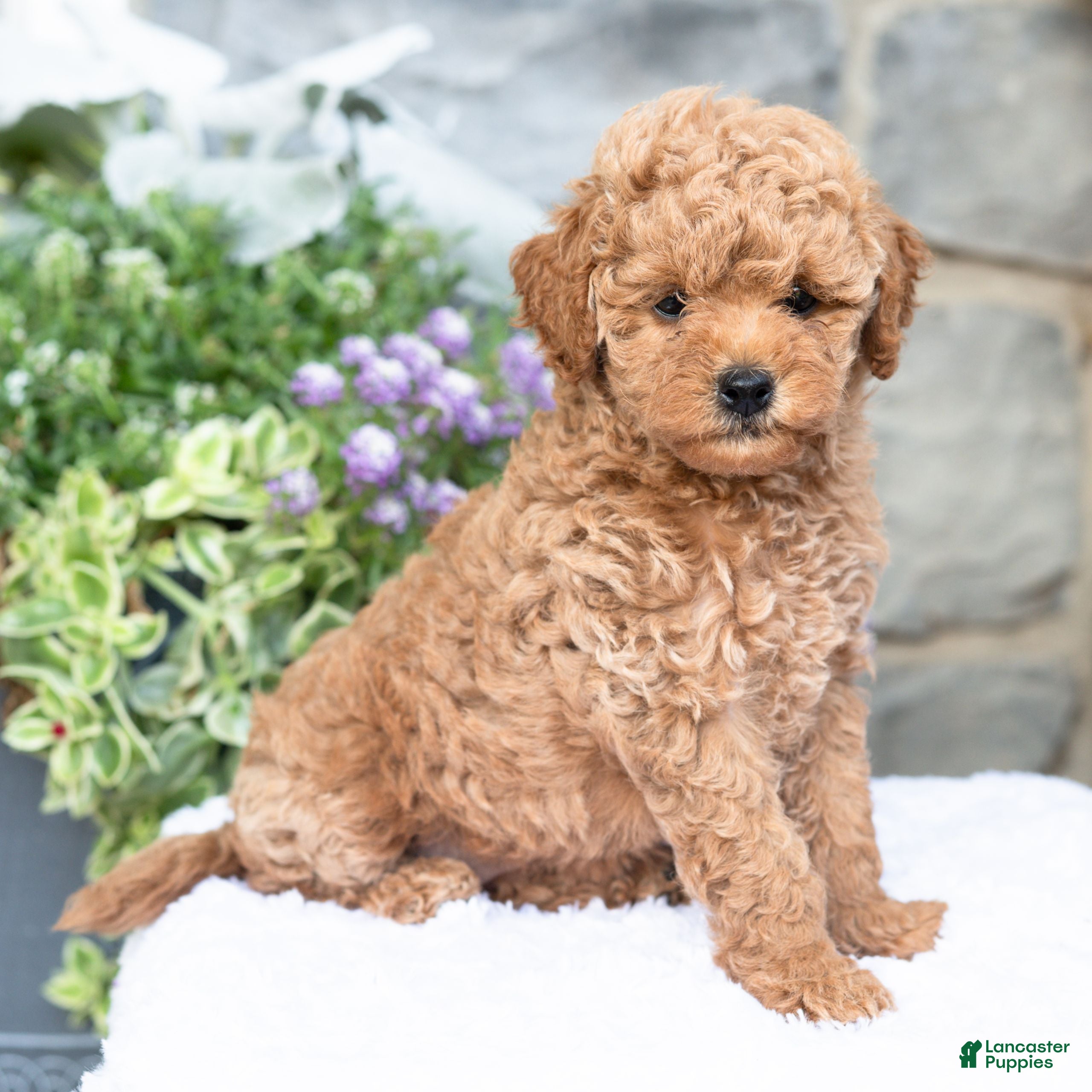 Havapoo dogs Angie  - Ad 1