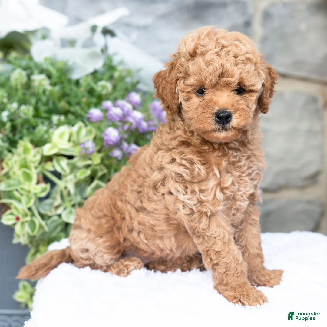 Havapoo dogs for sale: Angie  - Ad 1