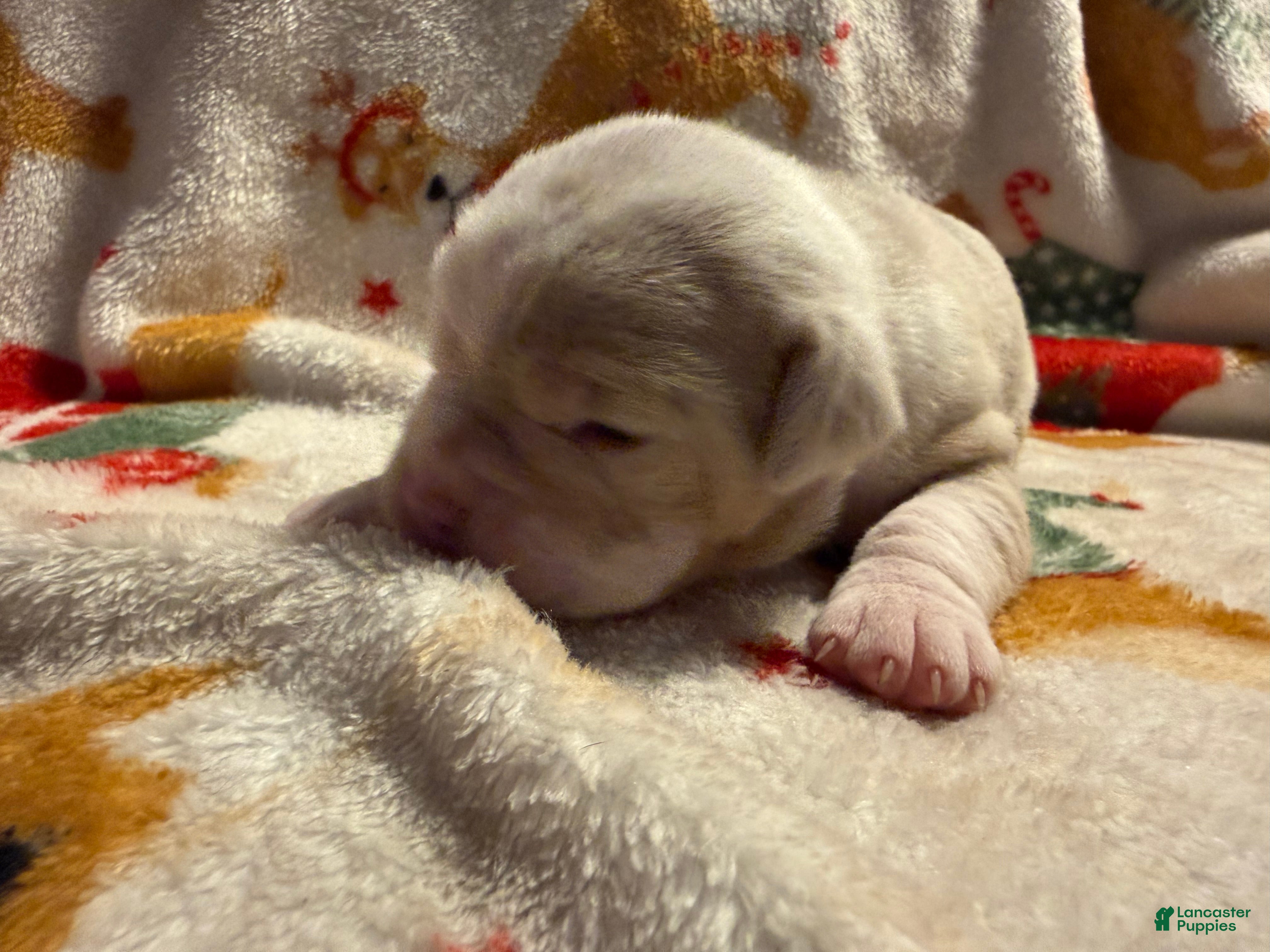 Olde English Bulldogge dogs Tri Lilac Merle - Ad 1