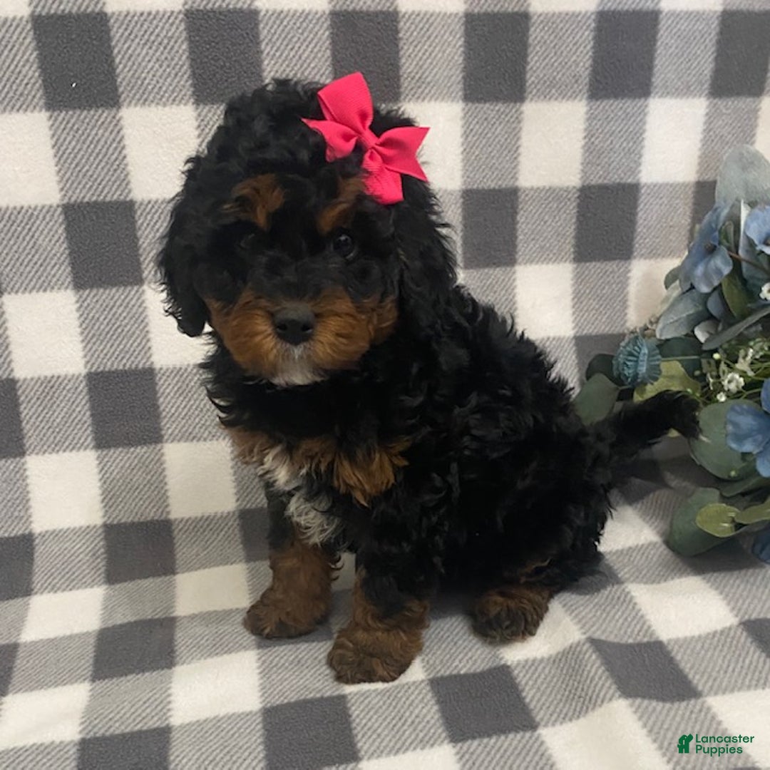 Mini Bernedoodle dogs for sale: Jade - Ad 3