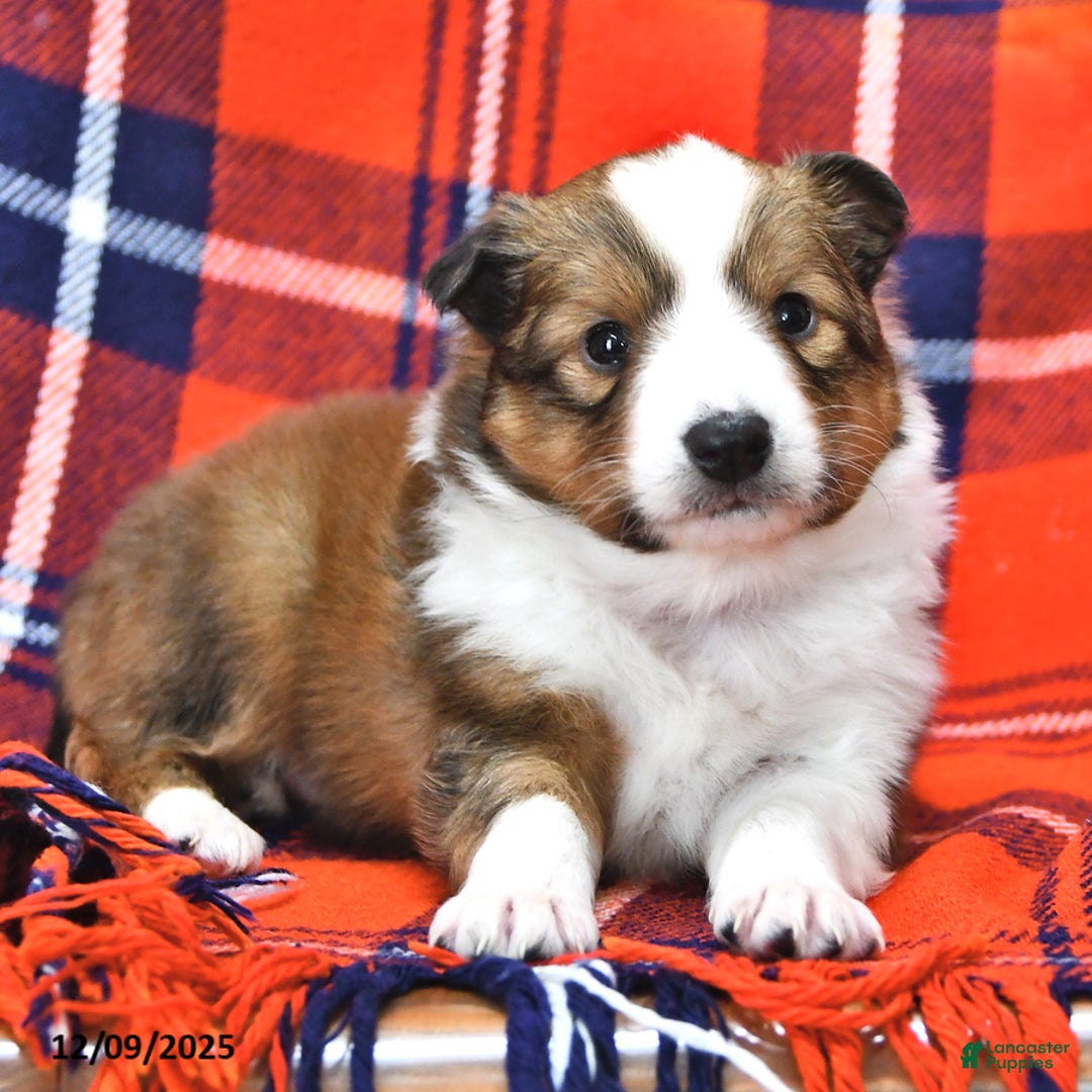 Shetland Sheepdog dogs for sale: Miss Carol - Ad 3