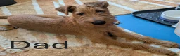 Mixed Breed dogs for sale: Pumpkin - Ad 7