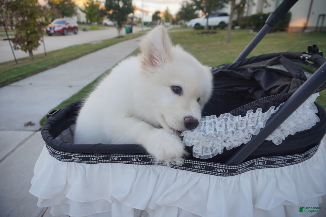 Alaskan Malamute dogs for sale: Xiao Lan - Ad 18