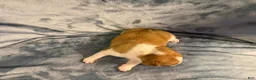 French Bulldog dogs for sale: French Bulldog 1 - Ad 6