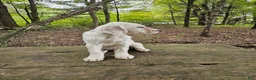 English Setter dogs for sale: Milton - Ad 5