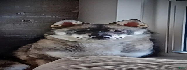 Kenai