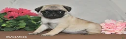 Pug dogs for sale: Frisky - Ad 4