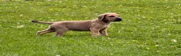 Great Dane dogs for sale: Sunshine  - Ad 4