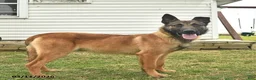 Belgian Malinois dogs for sale: Pablo  - Ad 4
