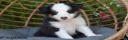 Shetland Sheepdog dogs for sale: Tory - Ad 1
