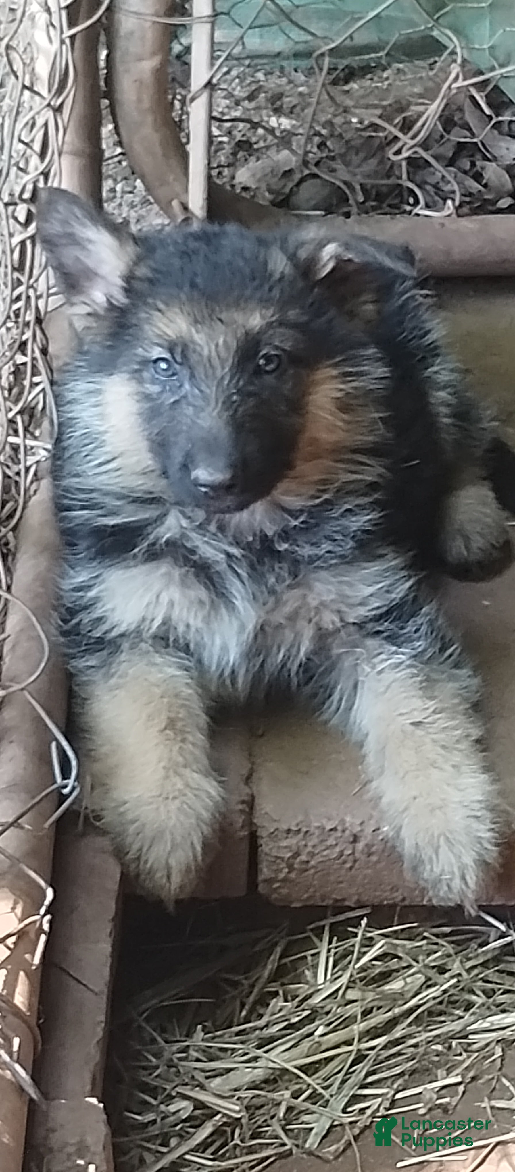German Shepherd dogs German Shepherd Puppy 5 - Ad 33