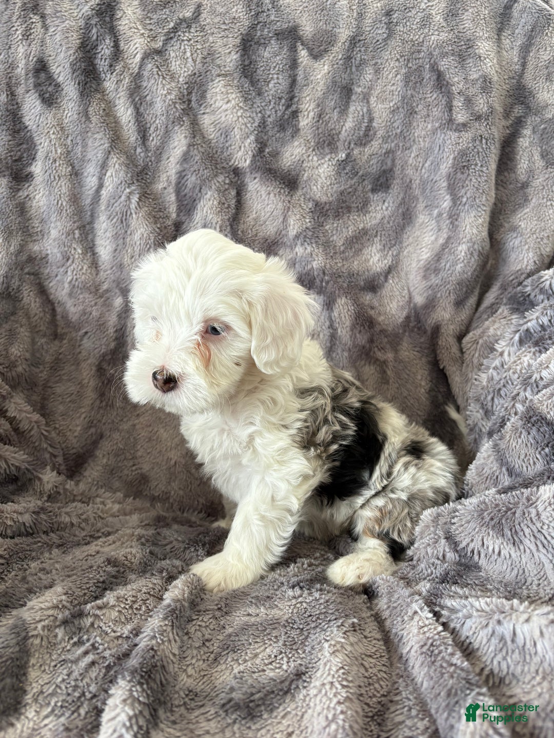 Bernedoodle dogs for sale: Chipper - Ad 3