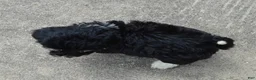 Mini Bernedoodle dogs for sale: Mini Buster - Ad 15