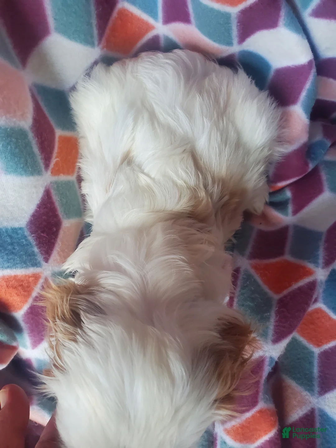 Cavachon dogs for sale: Evie - Ad 6